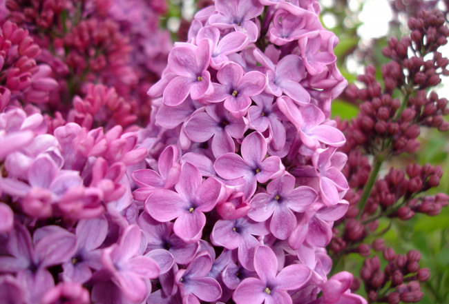 Обои картинки фото цветы, сирень, макро