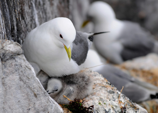 Обои картинки фото животные, Чайки, бакланы, крачки, птенцы, чайка