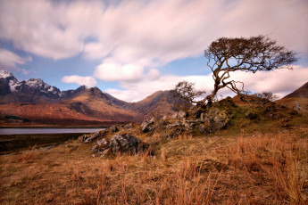 Картинка природа горы камни трава дерево