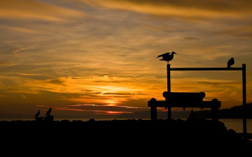 Картинка природа восходы закаты облака чайки