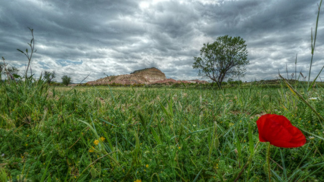 Обои картинки фото природа, луга, поле, трава, цветы, скала, дерево