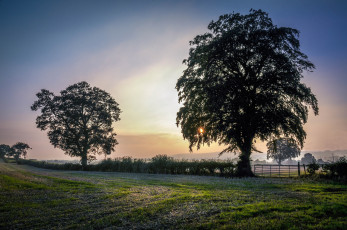 Картинка природа деревья поле изгородь