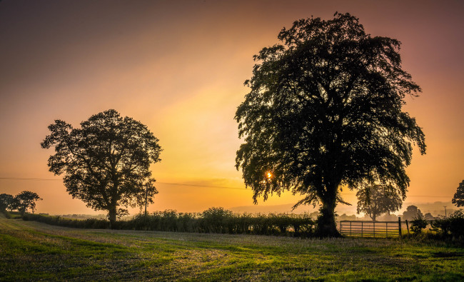 Обои картинки фото природа, деревья, изгородь, поле