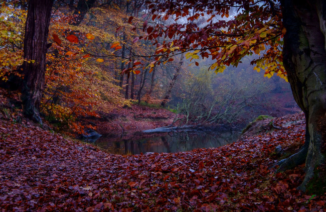 Обои картинки фото природа, реки, озера, ручей, лес, осень