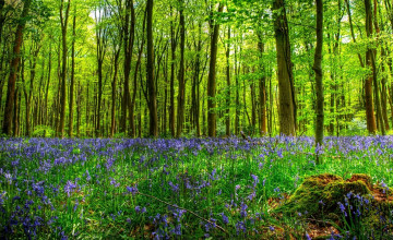 Картинка природа лес поляна пень деревья трава цветы