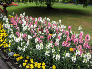 Картинка цветы разные+вместе трава деревья