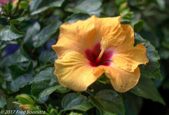 Картинка цветы гибискусы гибискус тычинки цветение ярко лепестки листики