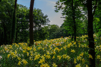 Картинка природа луга деревья цветы