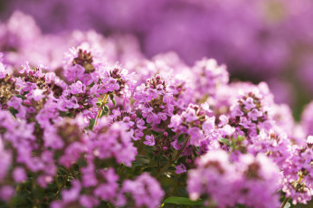 Картинка цветы flowers bouquet букет