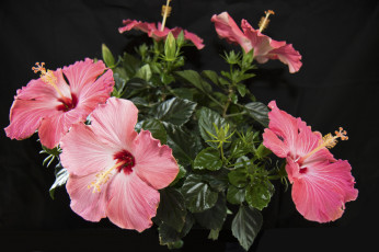 Картинка цветы гибискусы листики лепестки ярко цветение тычинки гибискус