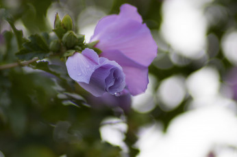 Картинка цветы гибискусы тычинки цветение ярко гибискус лепестки листики