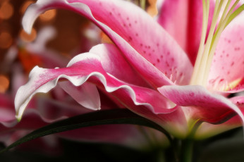 Картинка цветы лилии +лилейники bloom lily petals лепестки цветение