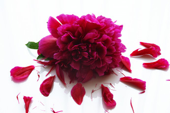 Картинка цветы пионы цветение листья лепестки бутон пион