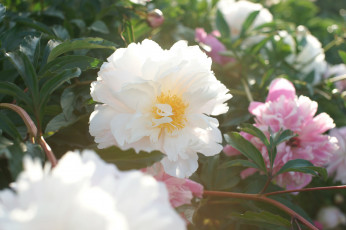 Картинка цветы пионы лепестки бутон пион цветение листья