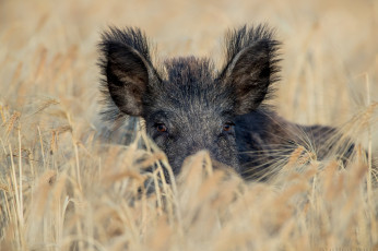 Картинка животные свиньи +кабаны хрюша пшеница черный