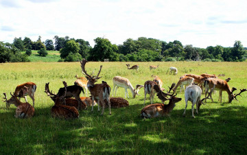 Картинка животные олени трава деревья пастбище