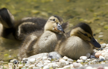 Картинка животные утки птица детки малыши