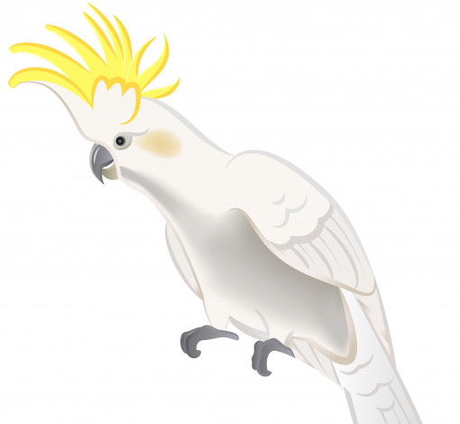 Обои картинки фото векторная графика, животные , animals, попугай, фон