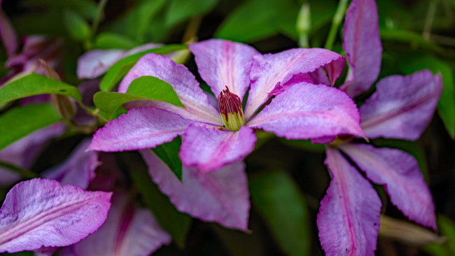 Обои картинки фото цветы, клематис , ломонос, цветок, листья, цветение, клемати