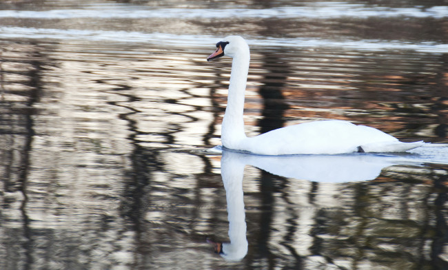 Обои картинки фото животные, лебеди, лебедь, белый, перья, вода