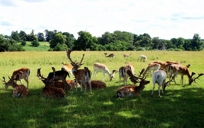 Обои картинки фото животные, олени, трава, деревья, пастбище
