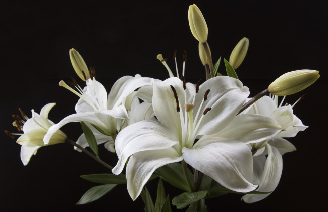 Обои картинки фото цветы, лилии,  лилейники, цветение, petals, bloom, lily, лепестки