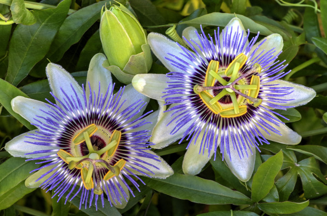 Обои картинки фото цветы, пассифлора, цветение