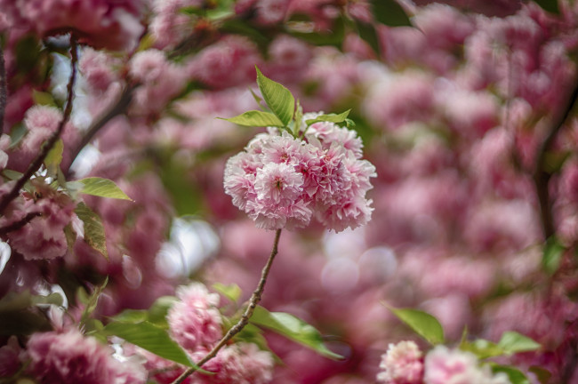 Обои картинки фото цветы, цветущие деревья ,  кустарники, цветущая, веточка, цветки, листья, ветка