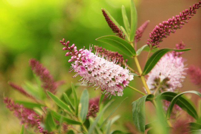 Обои картинки фото цветы, цветение, розовые, лилии