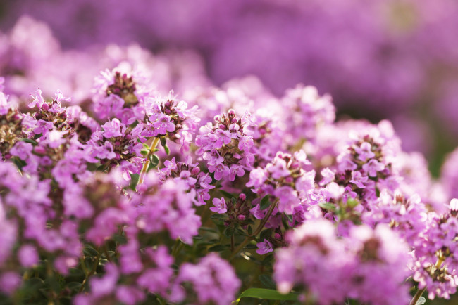 Обои картинки фото цветы, flowers, bouquet, букет