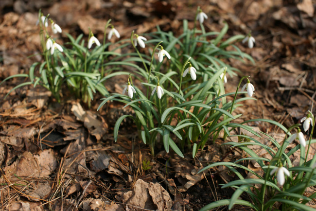 Обои картинки фото цветы, ландыши, ландыш, цветение, листья, лес, весна