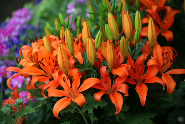 Обои картинки фото цветы, лилии,  лилейники, petals, лепестки, lily, цветение, bloom