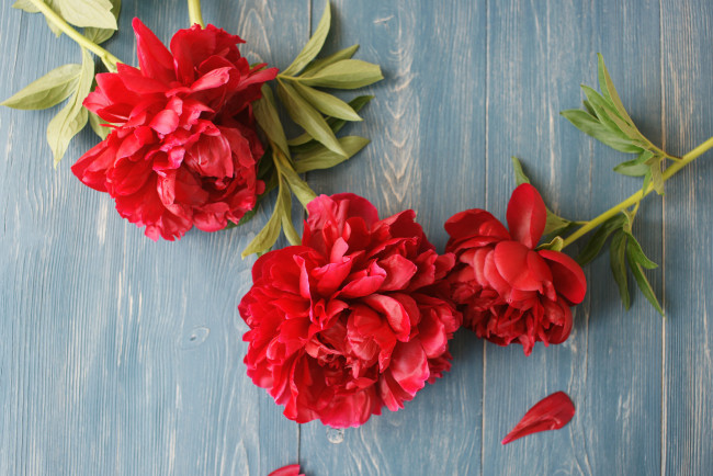 Обои картинки фото цветы, пионы, пион, цветение, листья, лепестки, бутон