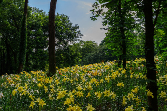 Обои картинки фото природа, луга, деревья, цветы