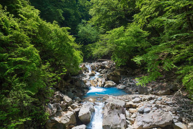 Обои картинки фото природа, реки, озера, река, лес