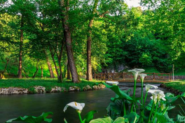 Обои картинки фото природа, реки, озера, река, лес