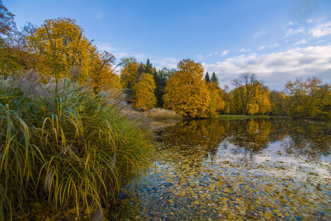 Обои картинки фото природа, реки, озера, река, лес