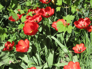 Картинка цветы тюльпаны весна 2018