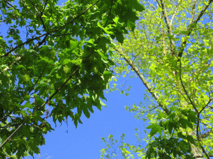 Картинка природа деревья весна 2018