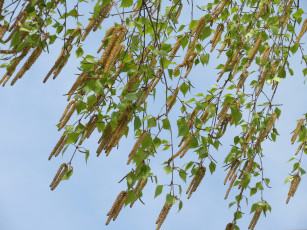 Картинка природа листья весна 2018