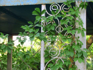 Картинка природа листья весна 2018