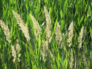 Картинка природа макро лето 2018