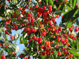 обоя природа, Ягоды, лето, 2018