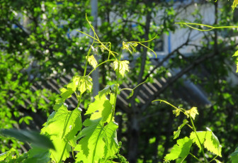 Картинка природа листья весна 2018