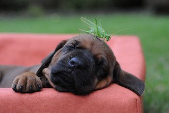 Картинка животные разные+вместе щенок бульмастиф сон кузнечик кресло