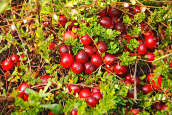 обоя природа, Ягоды, ягоды, растения, клюква