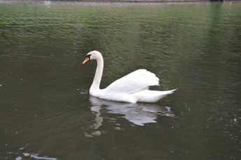 Картинка животные лебеди водоем