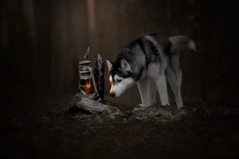 Картинка животные собаки любопытство хаски лампа