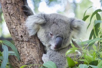 Картинка животные коалы медвежонок
