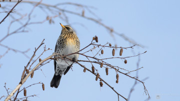 Картинка животные птицы семена ветки дерево птица небо